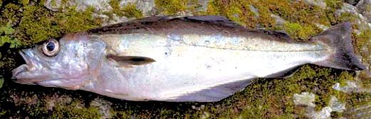 Pollachius pollachius_02221